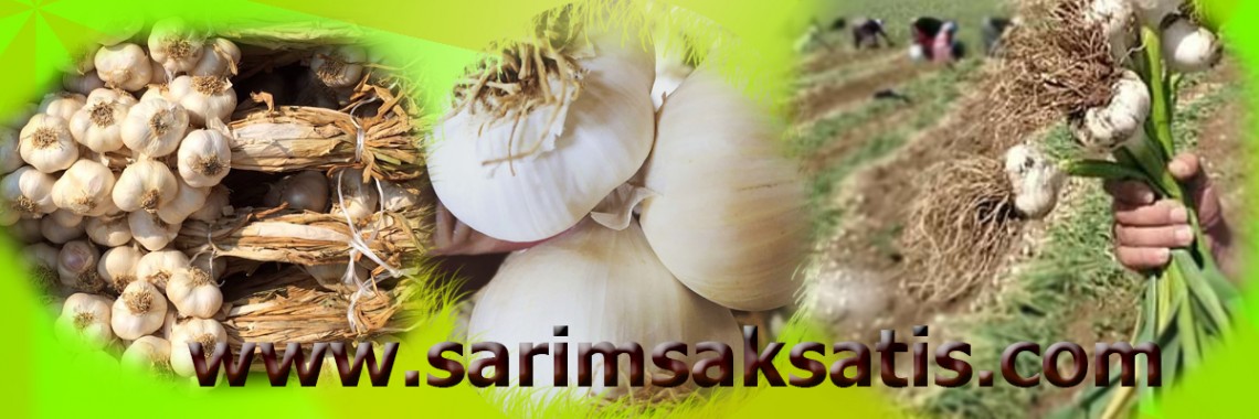 Taşköprü Sarımsağı